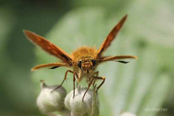 Rostfarbiger Dickkopffalter (Ochlodes venatus)